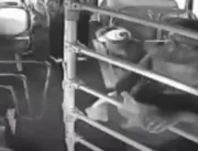VÍDEO: Mulher é presa após jogar querosene e tenta