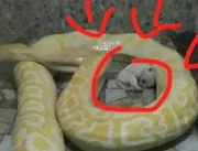 Zoológico choca ao alimentar cobras com cachorrinh