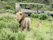 Caçadores são devorados por leões após entrar ileg