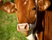 Cidade holandesa proibirá propaganda de carne em decorrência do impacto ambiental