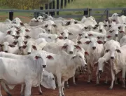 Controle parasitário é fundamental para saúde do gado e o lucro da fazenda