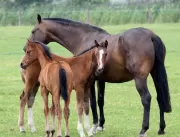 Leptospirose afeta os cavalos. Doença prejudica o bem-estar animal e gera prejuízo para criadores