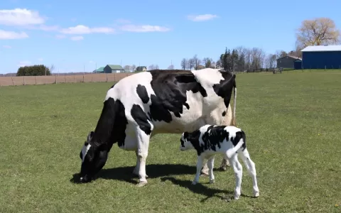 Acidose intestinal pode ser resultado de período de transição inadequado das vacas leiteiras