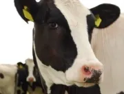 Metrite em vacas impacta na reprodução leiteira e requer atenção dos pecuaristas