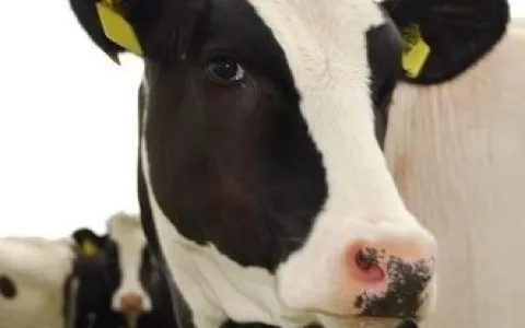 Metrite em vacas impacta na reprodução leiteira e requer atenção dos pecuaristas
