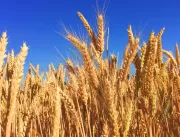 UPL apresenta soluções para cevada e trigo durante