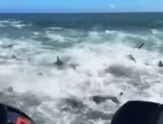 Impressionante: Centenas de tubarões se aglomeram 