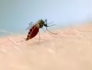 Rio Grande do Sul registra 48 mortes por dengue em