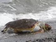 Dezenas de tartarugas marinhas protegidas são mort