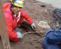 Veado é resgatado com vida após ficar 17 dias sote