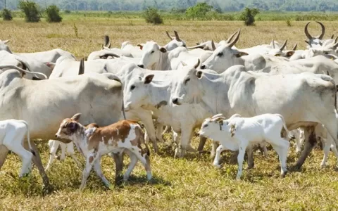 Exportações de carne bovina brasileira têm  abril 