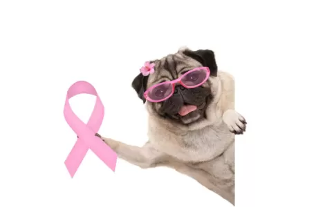 Outubro Rosa Pet: câncer de mama em pets e quais t