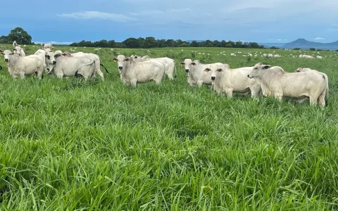 Agro-Pecuária CFM finaliza avaliação da nova safra