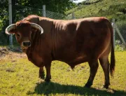 Ataque de touro mata idoso em Chapecó