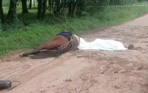Jovem e dois cavalos morrem eletrocutados em Bagé