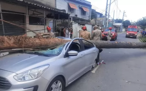 Carro é esmagado por árvore em rua de Nova Iguaçu 