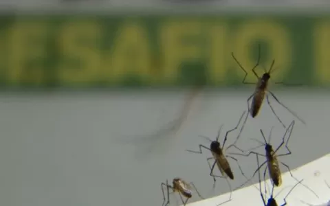 Casos de dengue aumentam 300% e causam 14 mortes n