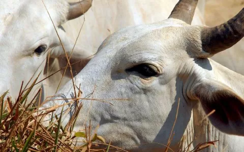 Brasil deve vacinar 161 milhões de bovinos e bubal