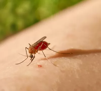 Conheça a Febre Oropouche, transmitida pelo mosqui