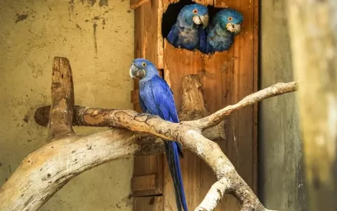 Araras-azuis são recebidas no zoológico de Volta R