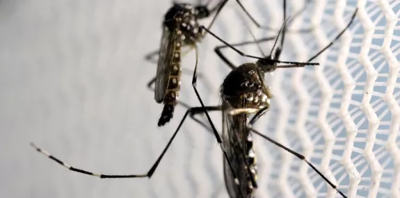 Dia Nacional de Combate ao Aedes aegypti é neste s