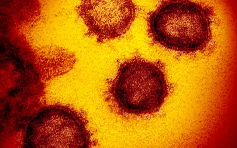 Identificadas duas linhagens novas do coronavírus 