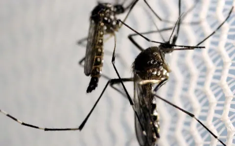 Casos de dengue aumentam em município paulista