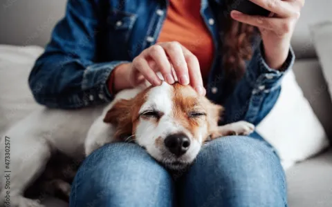 Entenda os benefícios da microchipagem em pets, ob
