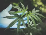 Auditoria de plantações de cannabis via blockchain