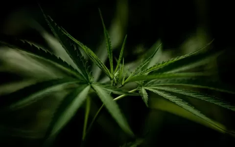 Produtores agrícolas de cannabis podem aproveitar 