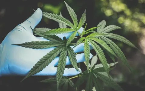 Auditoria de plantações de cannabis via blockchain cresce 35% em menos de um mês