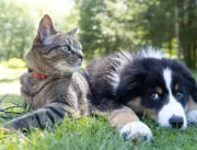 Rinite e sinusite também afetam cães e gatos