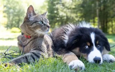 Rinite e sinusite também afetam cães e gatos e com