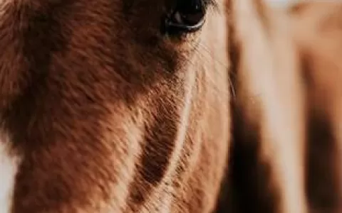Uveíte recorrente pode causar cegueira nos equinos
