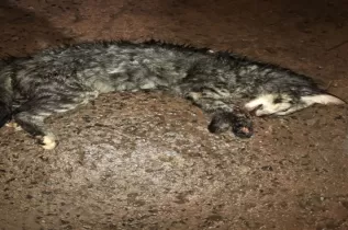 Costa Rica: Homem em fúria mata gato de estimação 
