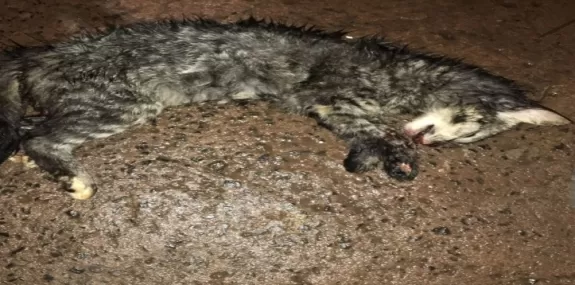 Costa Rica: Homem em fúria mata gato de estimação 